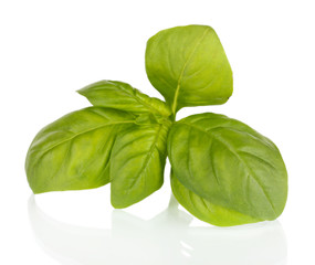 Green fresh basil isolated on white