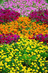 multicolored flowers