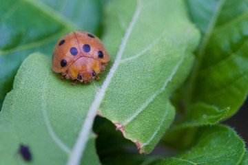 Bug on the green leaf