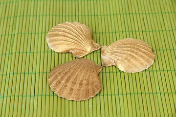 Colorful seashells on color background