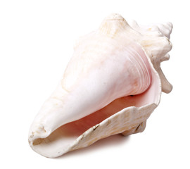 Conch Shell - Backside Diagonal