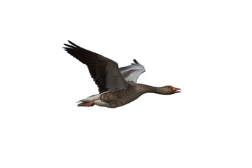 Greylag Goose