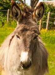 Nice donkey in a Field in sunny day