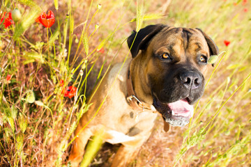 Cane corso dog