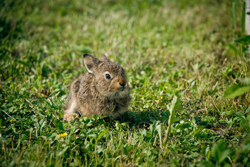 Naklejka na ściany i meble Wild rabbit sitting on a grass