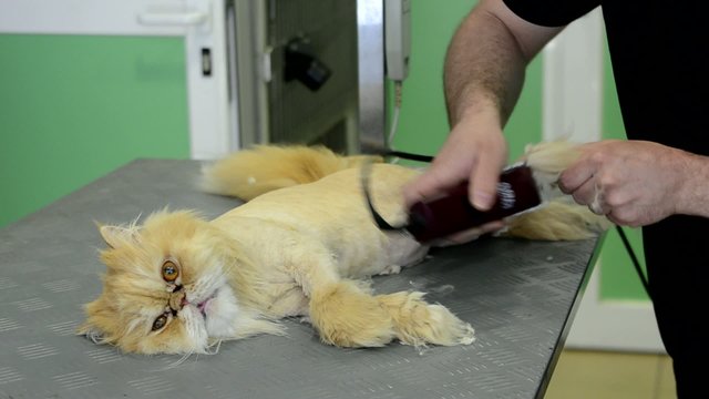 gata en la peluqueria