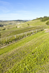 Fototapeta na wymiar Monferrato wcześnie winnic w obrazie kolorowym wiosna