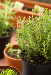 fresh herbs in pots on balcony garden