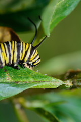 Larva matura di farfalla Monarca - Danaus plexippus