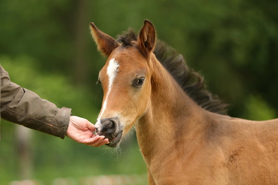 Ponyfohlen schnuppert an Hand