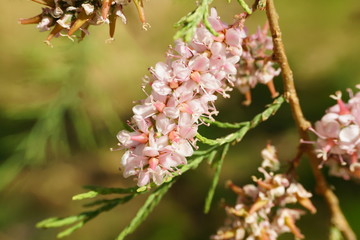 pink little flowers