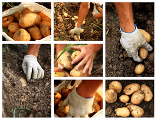 Kartoffeln in der Landwirtschaft