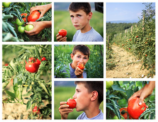Tomaten in der Landwirtschaft