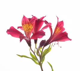 Printed kitchen splashbacks Flowers   Alstroemeria flowers