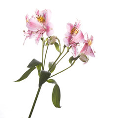 Naklejka na ściany i meble Alstroemeria flowers