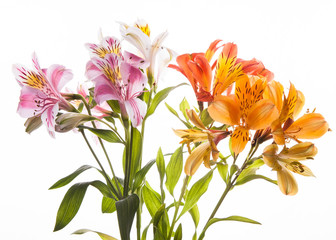   Alstroemeria flowers