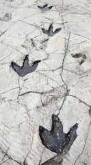 Dinosaur Footprints in Stone