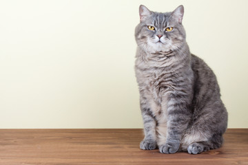 British Cat sitting on table portrait