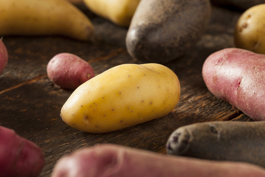 raw organic fingerling potato medley