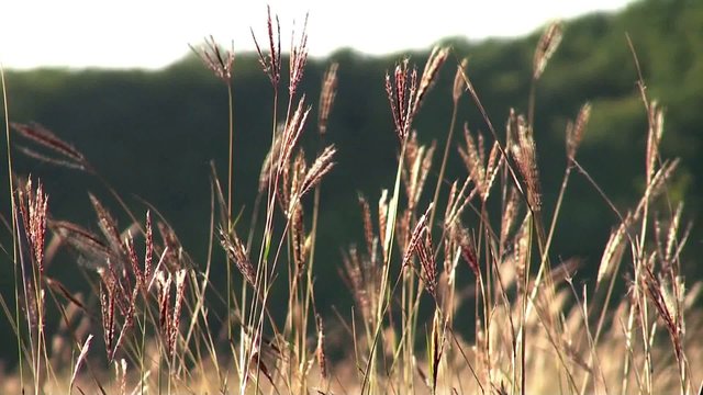 Feather grass