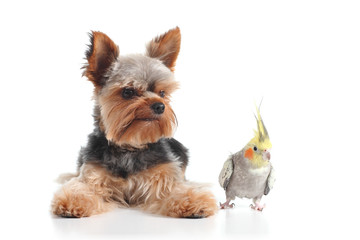 Pets yorkshire terrier puppy and cockatiel bird posing together