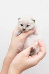 仔猫