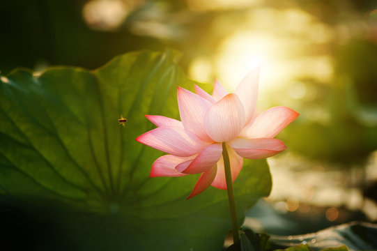 Fototapeta lotus flower blossom in the sunrise