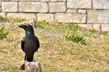 カラス
