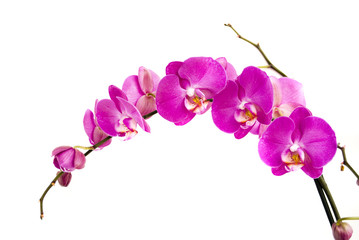 Fototapeta na wymiar orchidea