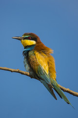 Merops apiaster v