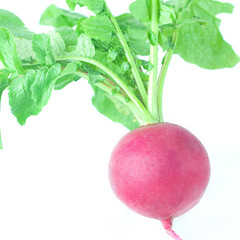 juicy red radish with green leaves isolated on white