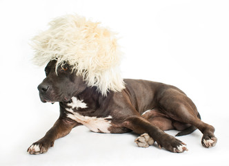 Dog in the fur cap