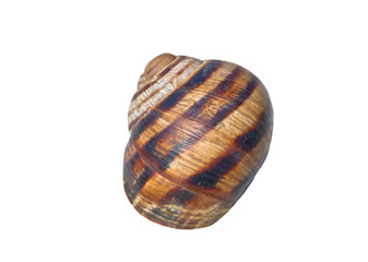 Spiral shell
