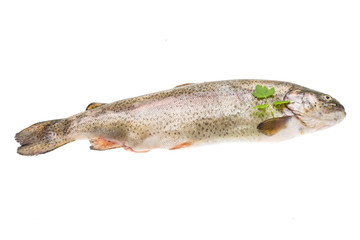 Fresh raw rainbow trout