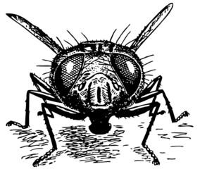 Fly's head close-up
