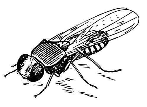 Drosophila