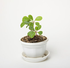 small spurge in a pot, isolated on white background