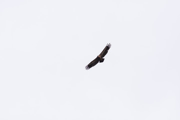 griffon vulture
