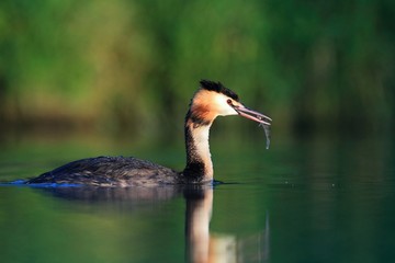 Great Crested Grebe Podiceps cristatus with the fish