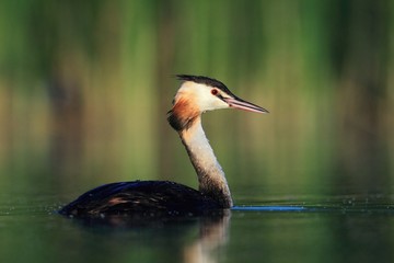 Great Crested Grebe Podiceps cristatus