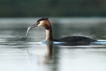 Great Crested Grebe Podiceps cristatus with the fish