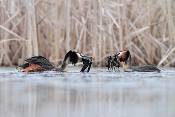 Great Crested Grebe Podiceps cristatus making love