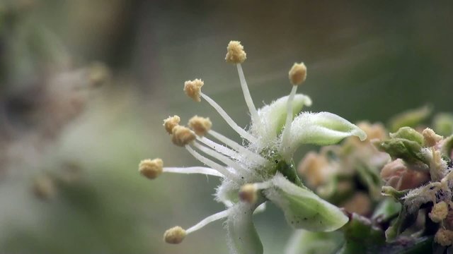 Macro Flowerы of apple trees are staggering in a strong wind