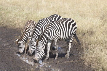 Thirsty Zebras