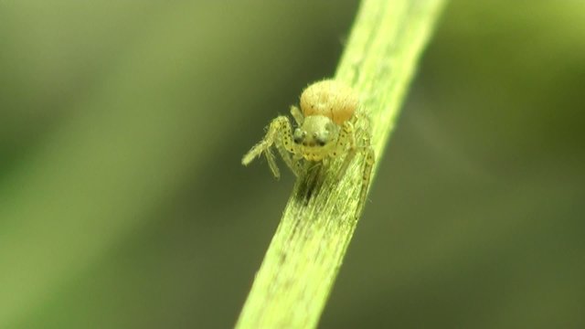 Small spider macro