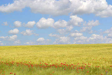 Poppies flowers field blue sky with clouds