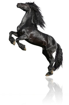 Fototapeta Black Stallion Isolated On White