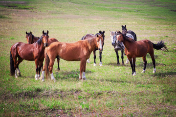 Horses of Khakassia