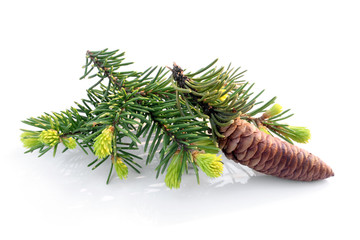 Fir branch with cone