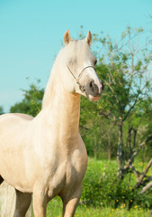 portrait of palomino welsh pony stallion